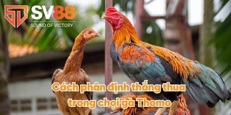 Đá Gà Thomo - So Tài Gay Cấn Có 1-0-2 Giữa Các Chiến Kê 4 Cách phân định thắng thua trong chọi gà Thomo