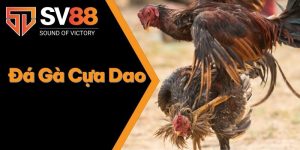 Đá Gà Cựa Dao - Thu Nhập Đã Cực Với Các Trận Cược Đá Gà 6 Đá Gà Cựa Dao