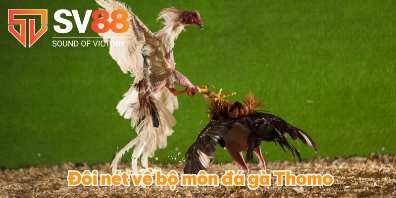 Đá Gà Thomo - So Tài Gay Cấn Có 1-0-2 Giữa Các Chiến Kê 2 Đôi nét về bộ môn đá gà Thomo