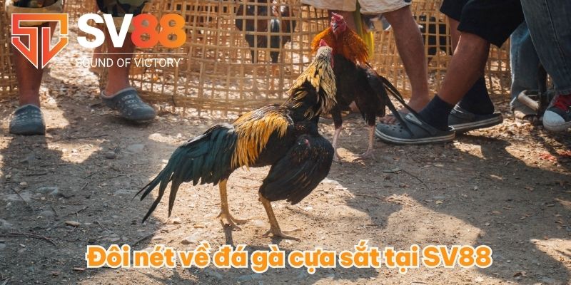 Đá Gà Cựa Sắt - Hết Mình Với Những Trận Đấu Đá Gà Đỉnh Cao 2 Đôi nét về đá gà cựa sắt tại SV88