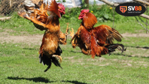 Màu mạng đá gà hôm nay - Bí quyết chọn đấu 10 Hiểu rõ về ý nghĩa của các màu mạng đá gà hôm nay